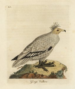 Egyptische gier, Neophron percnopterus ginginianus