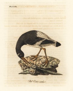Euraziatische of voet scholekster, Haematopus ostralegus. Handgekleurde koperplaat getekend en gegraveerd door John Latham uit zijn eigen A General History of Birds, Winchester door John Latham