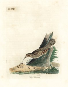 Euraziatische draaihals, Jynx torquilla. Handgekleurde koperplaat getekend en gegraveerd door John Latham uit zijn eigen A General History of Birds, Winchester door John Latham
