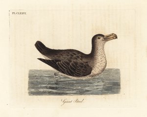 Reuzenstormvogel, Macronectes giganteus (als Precellaria gigantea, fout voor Procellaria gigantea). Handgekleurde koperplaat getekend en gegraveerd door John Latham uit zijn eigen A General History of Birds, Winchester door John Latham
