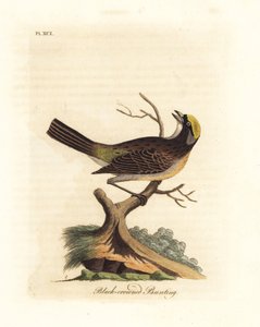 Goudkruinsparrow, Zonotrichia atricapilla (Zwartkruin bunting, Emberiza atricapilla). Handgekleurde koperplaat getekend en gegraveerd door John Latham uit zijn eigen A General History of Birds, Winchester door John Latham