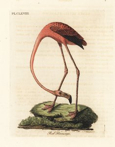 Grote flamingo, Phoenicopterus roseus, of Amerikaanse flamingo, Phoenicopterus ruber (Rode flamingo, Phaenicopterus ruber). Handgekleurde koperplaat getekend en gegraveerd door John Latham uit zijn eigen A General History of Birds, Winchester