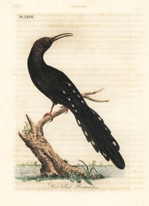 Groene houtkoekoek, Phoeniculus purpureus (Roodbekpromerops, Upupa erythrorynchos). Handgekleurde koperplaat getekend en gegraveerd door John Latham uit zijn eigen A General History of Birds, Winchester door John Latham