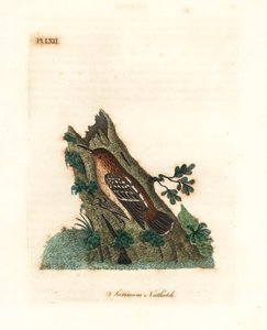Guyaanse straatmiervogel, Myrmotherula surinamensis. Kwetsbaar. Handgekleurde koperplaat getekend en gegraveerd door John Latham uit zijn eigen A General History of Birds, Winchester