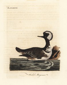 Kapmeeuw, Lophodytes cucullatus. Handgekleurde kopergravure getekend en gegraveerd door John Latham uit zijn eigen A General History of Birds, Winchester door John Latham