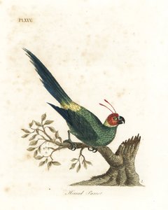 Gehoornde parkiet, Eunymphicus cornutus. Kwetsbaar (Gehoornde papegaai, Psittacus bisetis.) Handgekleurde koperplaat getekend en gegraveerd door John Latham uit zijn eigen A General History of Birds, Winchester door John Latham