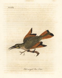 Kleine bijeneter, Merops pusillus. Afrika. Handgekleurde koperplaat getekend en gegraveerd door John Latham uit zijn eigen A General History of Birds, Winchester door John Latham