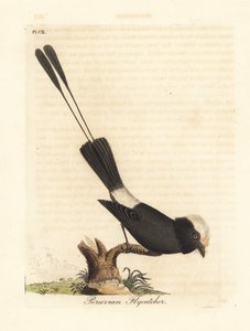Langstaarttiran, Colonia colonus. Handgekleurde kopergravure getekend en gegraveerd door John Latham uit zijn eigen A General History of Birds, Winchester door John Latham