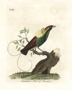 Magnifieke paradijsvogel, Diphyllodes magnificus (Paradisea magnifica). Handgekleurde koperplaat getekend en gegraveerd door John Latham uit zijn eigen A General History of Birds, Winchester door John Latham