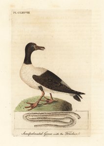 Ekstergans, Anseranas semipalmata, en anatomisch detail van zijn luchtpijp. (Halfgepalmeerde eend, Anas semipalmatus.) Handgekleurde koperplaat getekend en gegraveerd door John Latham uit zijn eigen A General History of Birds, Winchester door John Latham