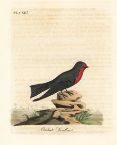 Pacifische Zwaluw, Hirundo tahitica (Otaheite zwaluw, Hirundo tahitiae). Handgekleurde koperplaat getekend en gegraveerd door John Latham uit zijn eigen A General History of Birds, Winchester