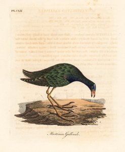 Purperkoet, Porphyrio martinicus. Handgekleurde kopergravure getekend en gegraveerd door John Latham uit zijn eigen A General History of Birds, Winchester
