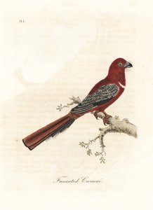 Roodkop trogon, Harpactes erythrocephalus. Handgekleurde kopergravure getekend en gegraveerd door John Latham uit zijn eigen A General History of Birds, Winchester door John Latham