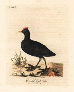 Roodknobbelige meerkoet of kuifmeerkoet, Fulica cristata. Handgekleurde koperplaat getekend en gegraveerd door John Latham uit zijn eigen A General History of Birds, Winchester