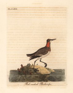 Roodnek phalarope, Phalaropus lobatus. Handgekleurde koperplaat getekend en gegraveerd door John Latham uit zijn eigen A General History of Birds, Winchester door John Latham