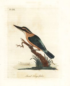 Heilige ijsvogel, Todiramphus sanctus. Handgekleurde koperplaat getekend en gegraveerd door John Latham uit zijn eigen A General History of Birds, Winchester door John Latham