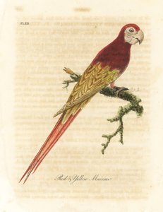 Rode ara, Ara macao (Rode en gele ara, Macrocercus aracanga). Handgekleurde koperplaat getekend en gegraveerd door John Latham uit zijn eigen A General History of Birds, Winchester