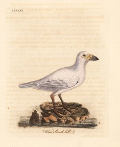Sneeuwschedebek, Chionis albus. Handgekleurde kopergravure getekend en gegraveerd door John Latham uit zijn eigen A General History of Birds, Winchester door John Latham