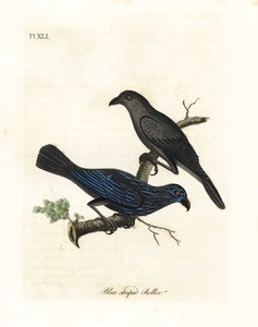 Gestreepte spreeuw, Aplonis striata. Handgekleurde koperplaat getekend en gegraveerd door John Latham uit zijn eigen A General History of Birds, Winchester door John Latham
