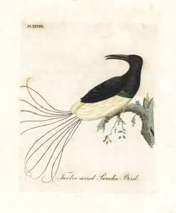Twaalfdradige paradijsvogel, Seleucidis melanoleucus. Handgekleurde koperplaat getekend en gegraveerd door John Latham uit zijn eigen A General History of Birds, Winchester door John Latham