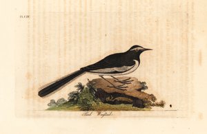 Witte wenkbrauwkwikstaart, Motacilla maderaspatensis. Handgekleurde kopergravure getekend en gegraveerd door John Latham uit zijn eigen A General History of Birds, Winchester