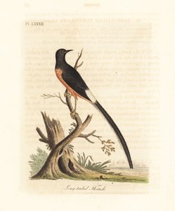 Witstuit shama, Copsychus malabaricus macrourus. Handgekleurde koperplaat getekend en gegraveerd door John Latham uit zijn eigen A General History of Birds, Winchester door John Latham