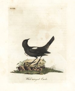 Witgeschouderde tangara, Tachyphonus luctuosus. Handgekleurde koperplaat getekend en gegraveerd door John Latham uit zijn eigen A General History of Birds, Winchester