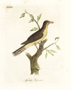 Geelsnavel ossenpikker, Buphagus africanus. Handgekleurde koperplaat getekend en gegraveerd door John Latham uit zijn eigen A General History of Birds, Winchester door John Latham