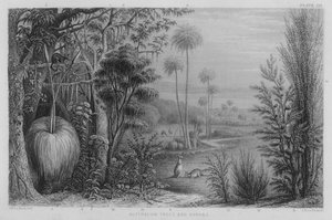 Australische bomen en struiken