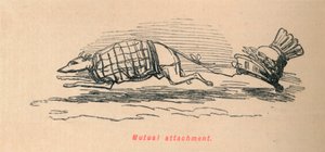 Wederzijdse gehechtheid, 1852 door John Leech