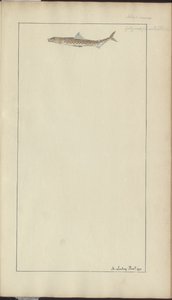 Lindsay Tekeningen Vol. VII, 23 door John Lindsay