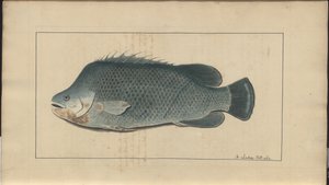 Lindsay Tekeningen Vol. VII, 5