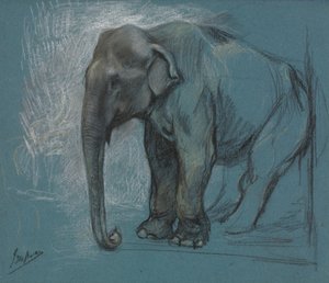 Studie van een olifant