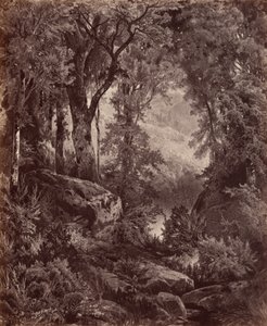 Eenzaamheid,1865 (foto) door John Moran