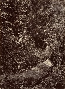Tropisch landschap, tropisch bos, 1871