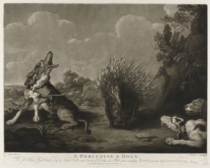 Stekelvarken en drie honden
