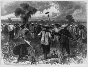 "Chinese goedkope arbeid" in Louisiana - Chinezen aan het werk op de Milloudon suikerplantage