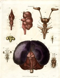 Anatomische illustraties van hersenen en zenuwstelsel (Plaat 6) door John Pass
