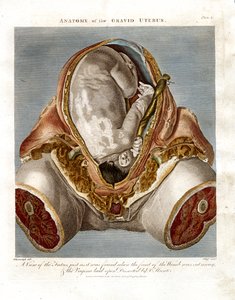 Anatomie van de zwangere baarmoeder door John Pass