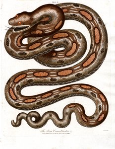 Boa Constrictor