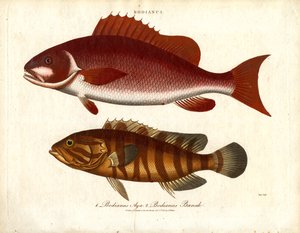 Bodianus - Twee soorten zeebaars
