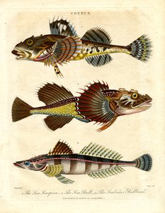 Cottus - Schollen en zeeschorpioenen door John Pass