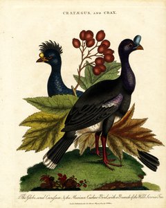 Crataegus en Crax: Glanswulp en Mexicaanse Cashew-vogel met Wilde Dienstboom door John Pass