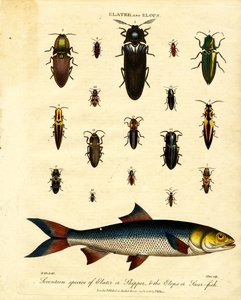 Elater en Elops: Zeventien soorten Elater of Skipper; de Elops of Saur-fish door John Pass