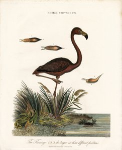 Flamingo door John Pass