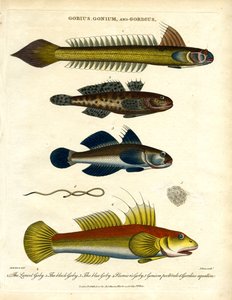 Gobius, Gonium en Gordius: Grondels en haarwormen door John Pass