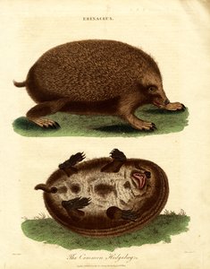 Egel (Erinaceus) door John Pass