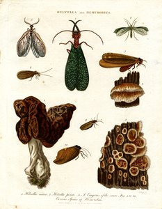 Helvella en Hemerobius