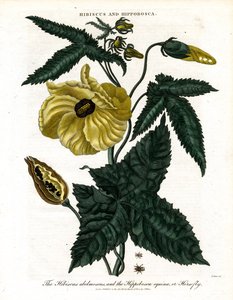Hibiscus en hippobosca door John Pass