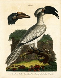 Neushoornvogels (Buceros) door John Pass